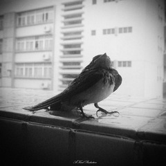 何惧风雨.jpg