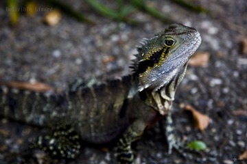 Belivible lizard