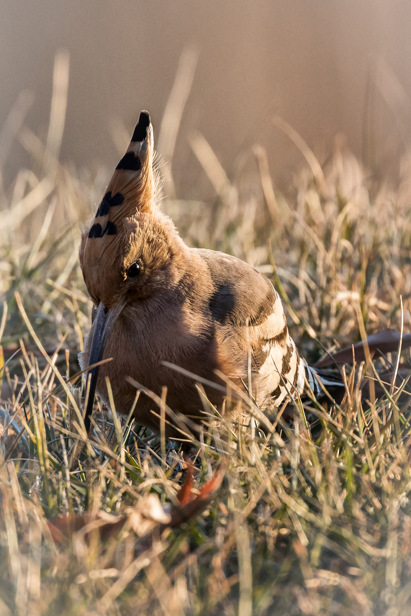 拍摄位置再低点更好了