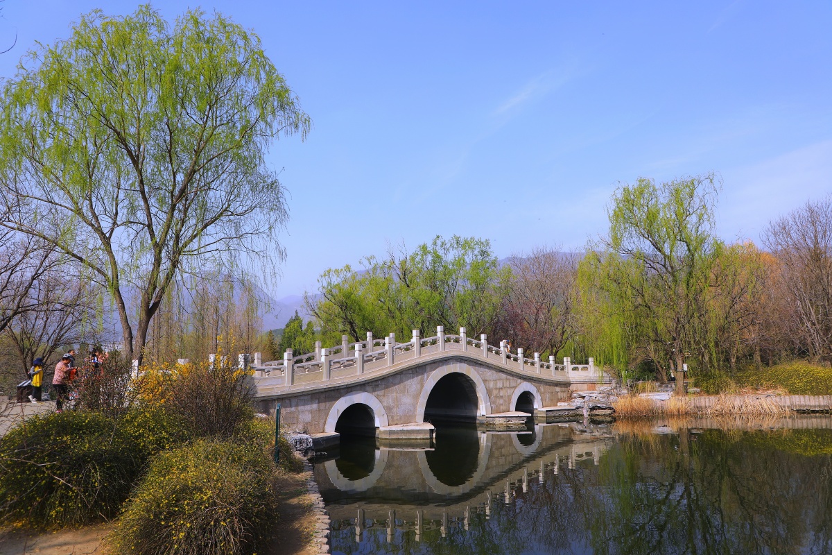桥头翠柳(北京植物园) - 山诃 - 图虫