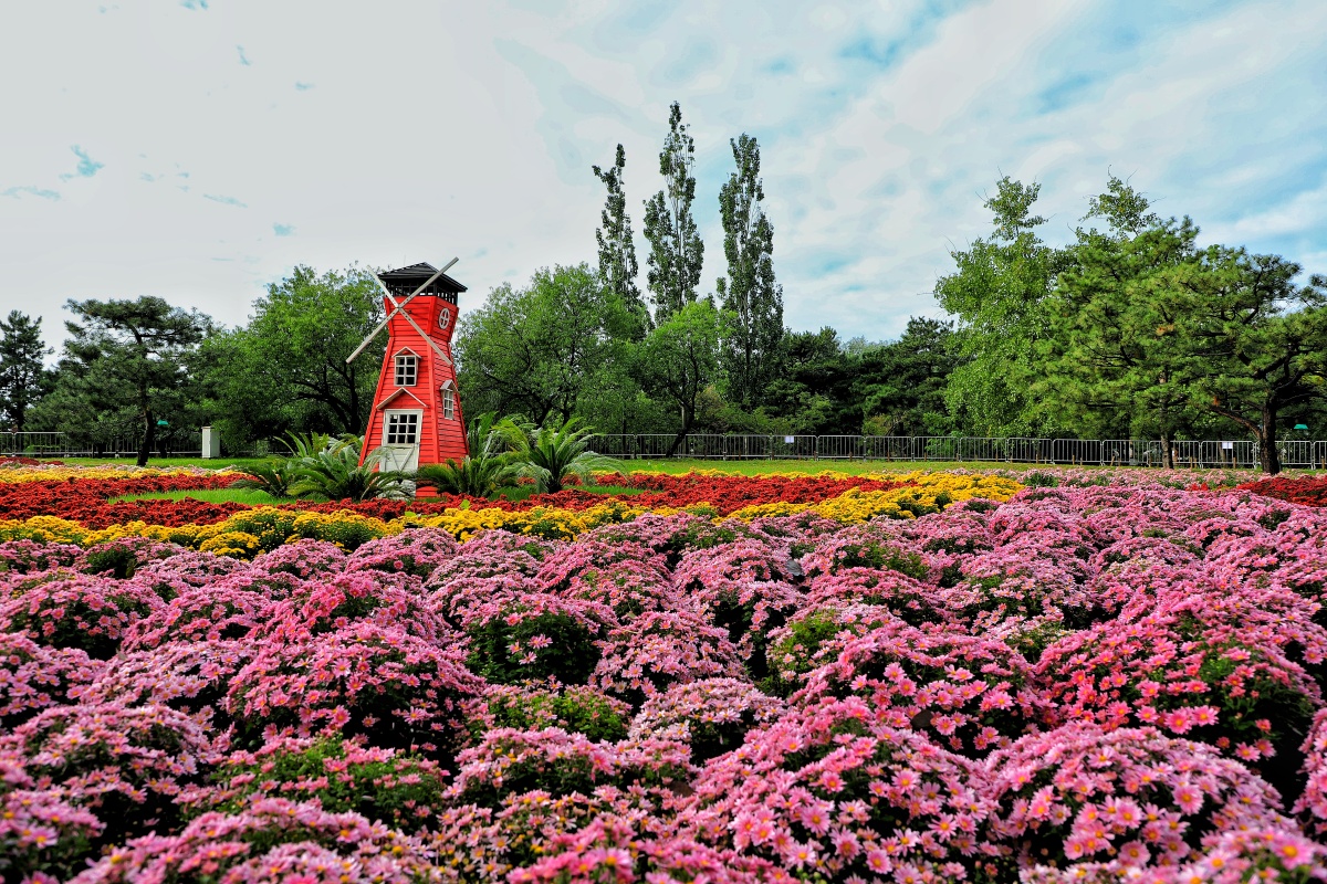 植物园菊花节