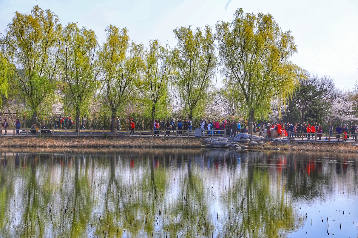 春天的景色北京植物园