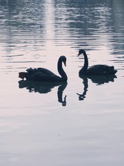 A48690D4-26B9-46CF-A080-F0EED0BF8358/L0/001