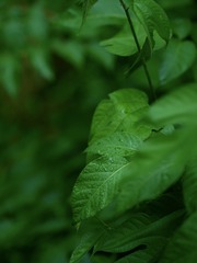 A5C58CE4-100E-4F90-9A7E-20324545466B/L0/001