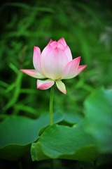 DSC_4133.JPG