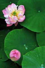 DSC_4380.jpg
