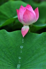 DSC_4444.jpg