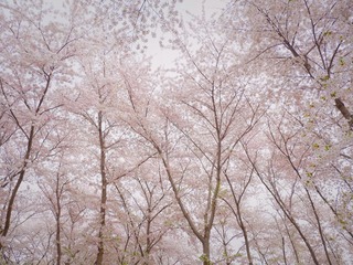 F1C8E341-3A7E-451C-AF71-7A9C56C37616/L0/001