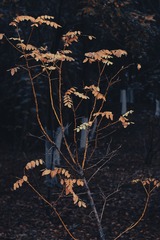 1000033932