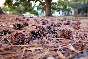 _MG_0174.jpg