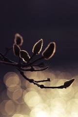 ed_MG_9677