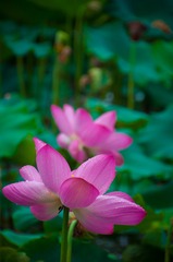 白章磊 组照《夏荷》03 2017年06月15日 个旧倘甸 13977354639