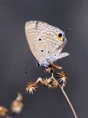 DSC_1990.jpg