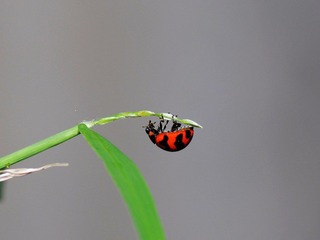 DSC_1986q.jpg