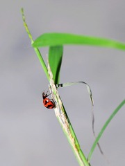 DSC985.jpg