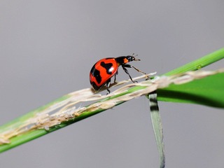 DSC_1985q.jpg