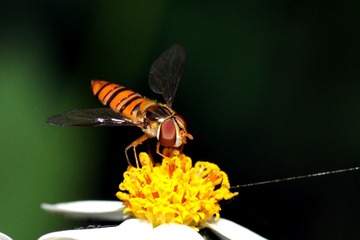 DSC_2755.jpg