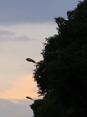1000015524