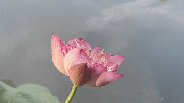 1000212973