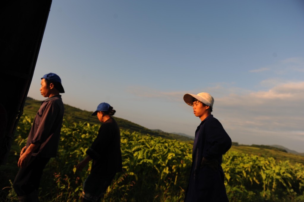  麻国正和爸爸、妈妈去地里收烟叶。