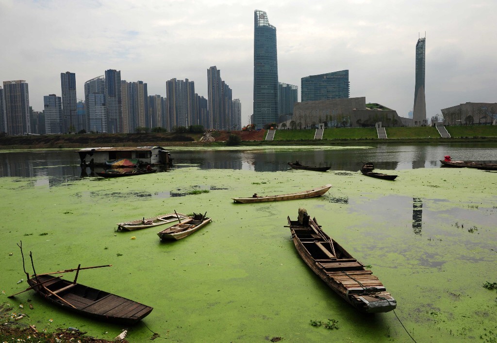 湘江分支捞刀河的浮萍