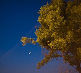 鸭纸……