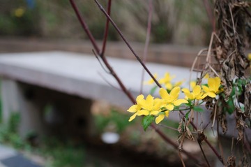 20110403-DSC_0014