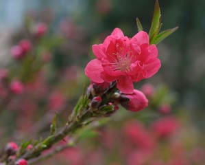 20110403-DSC_0028