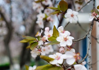 20110403-DSC_0067