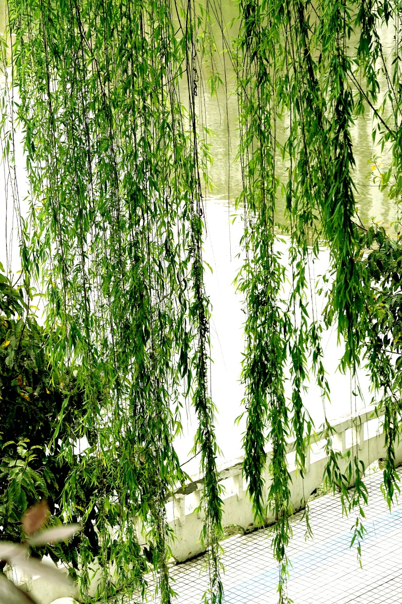 我相信柳叶儿青春是对伊人的款款深情我相信柳絮儿飘飘是对佳人的拳拳