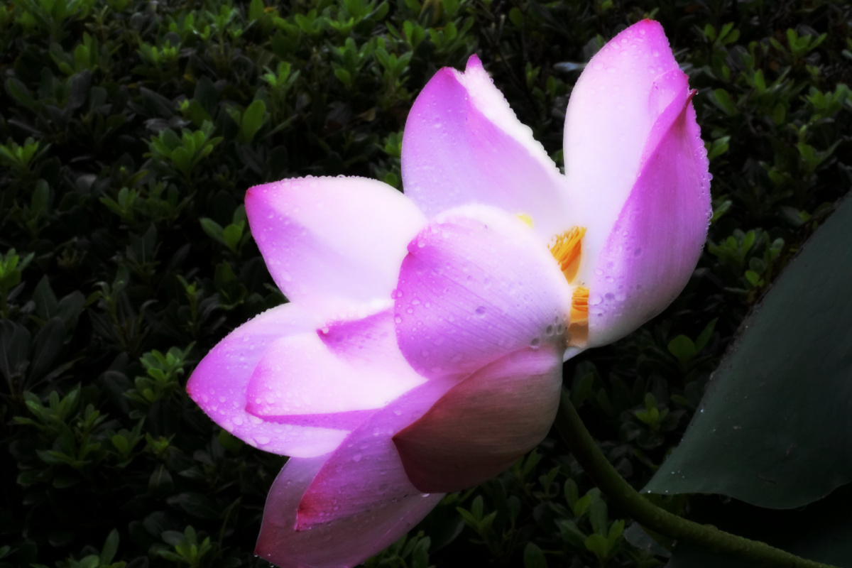 心中有莲,步步生花 - 何以为峰