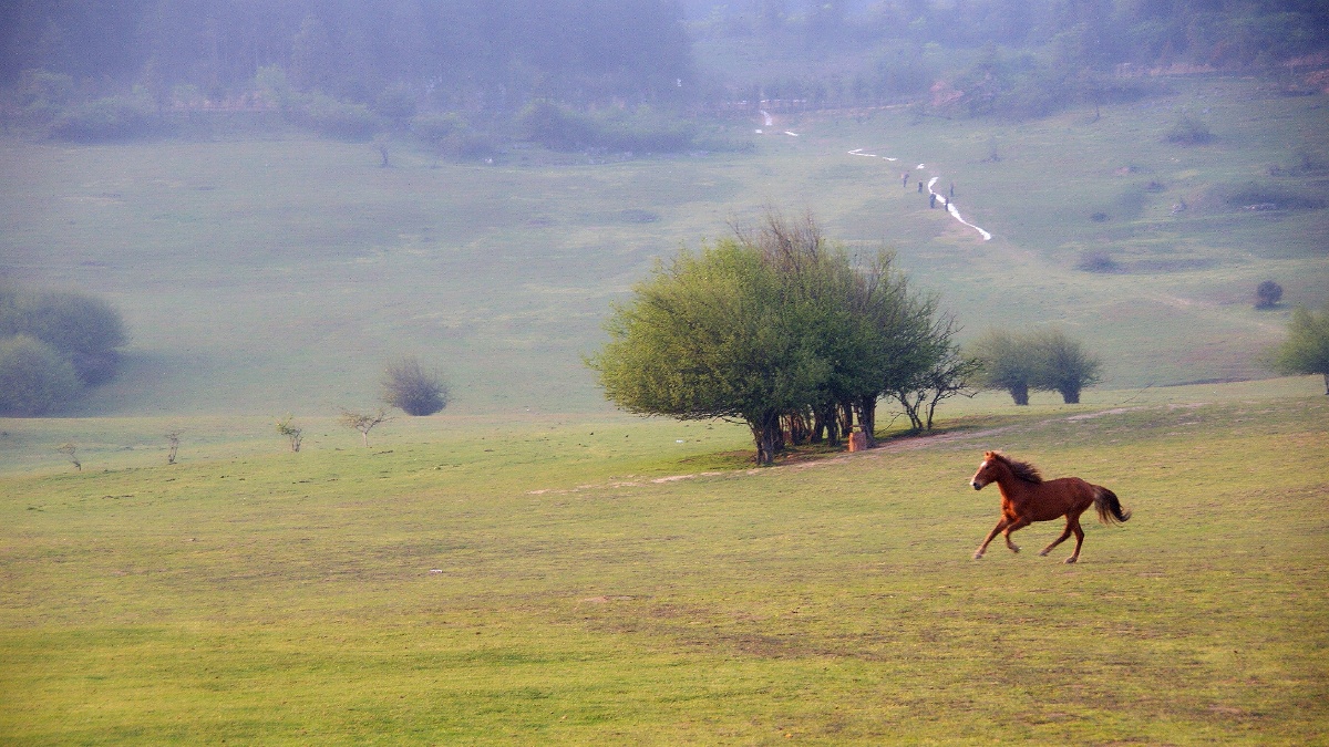 脱缰野马必将奔向自由彼岸摄于武隆