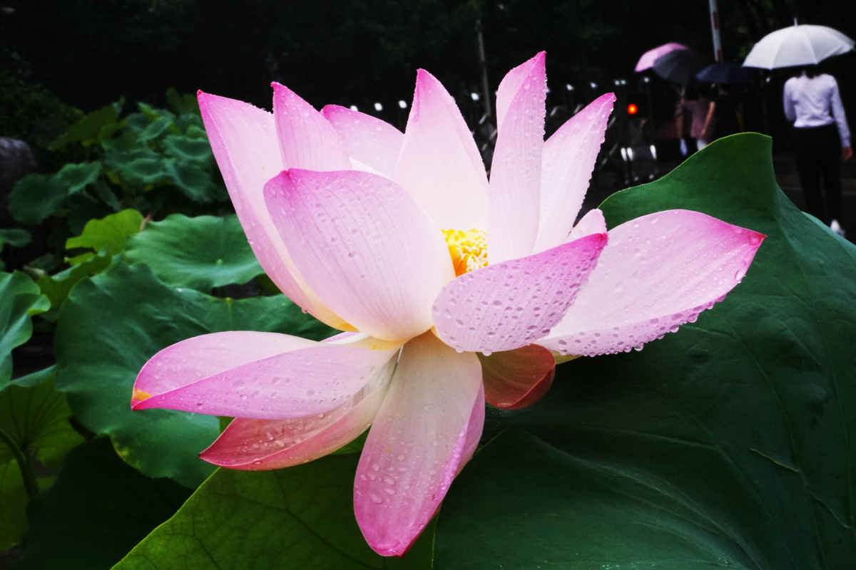 心中有莲步步生花