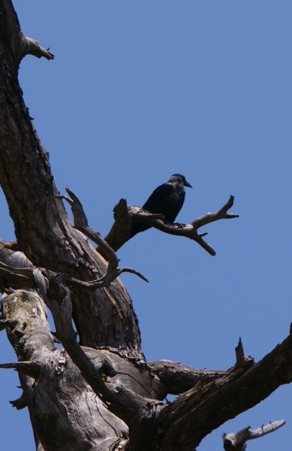 华山上的乌鸦嘴:乌鸦(学名:corvus sp.