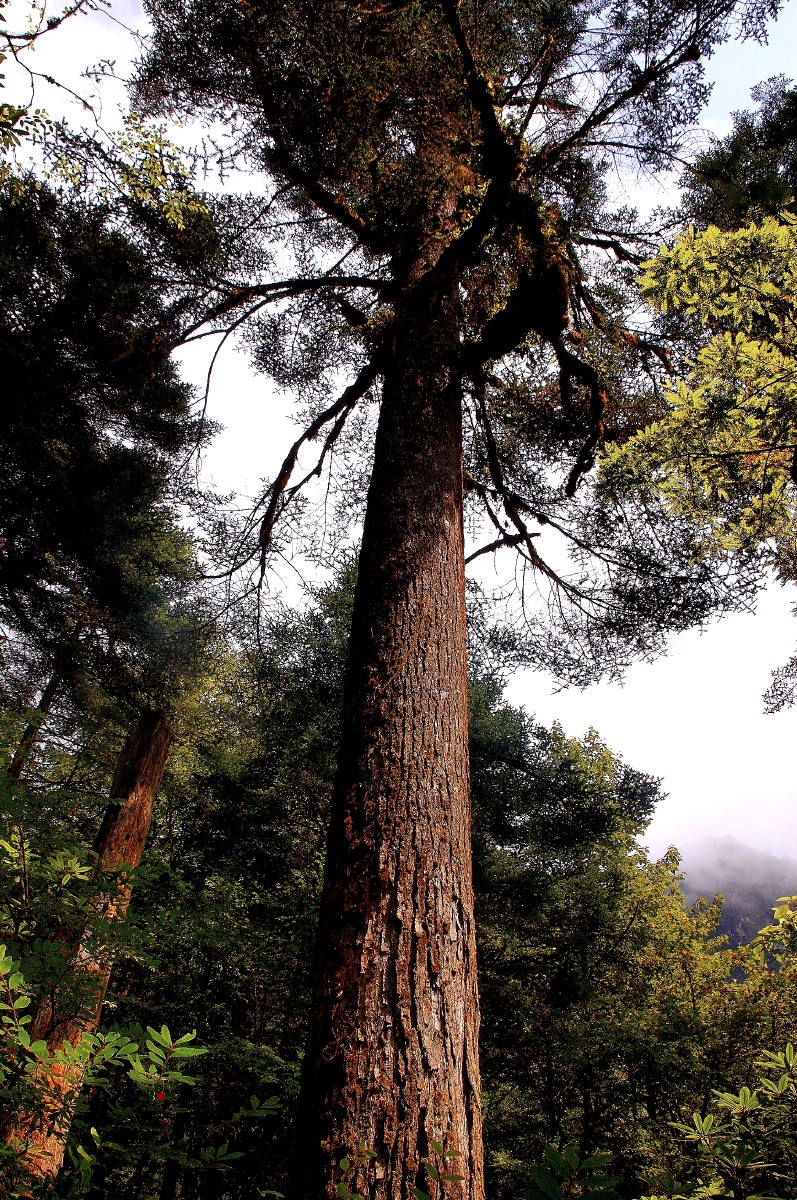 参天之树必成栋梁