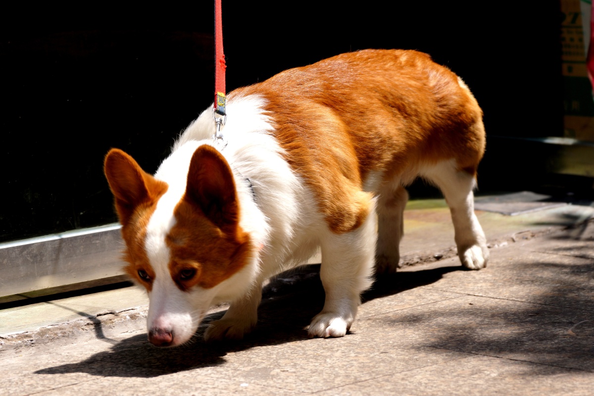 威尔士柯基犬(welsh corgi pembroke)是一种小型犬,它们的胆子很大,也