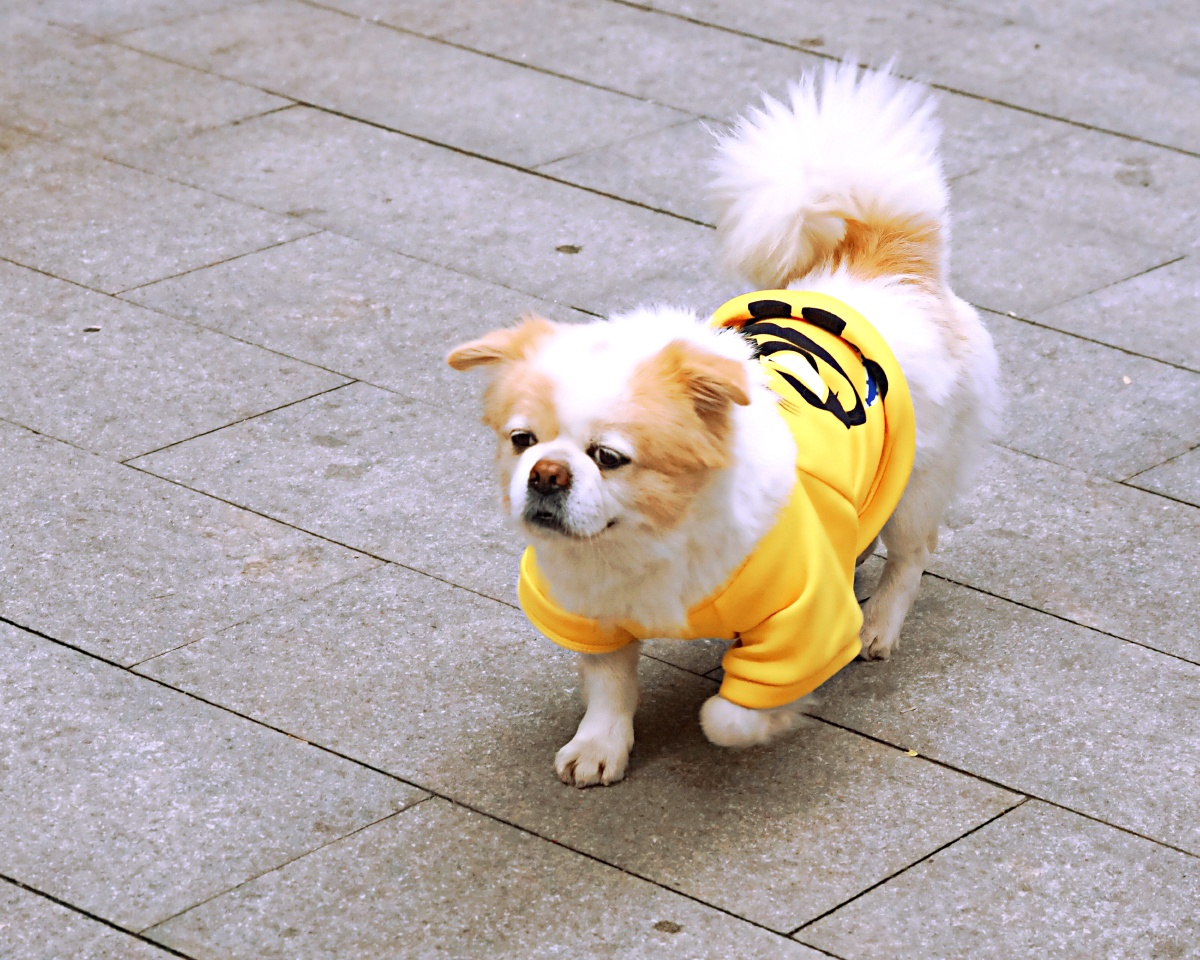 京巴犬,北京犬 通称 京巴犬,又称 中国狮子狗,宫廷狮子狗等,是源自