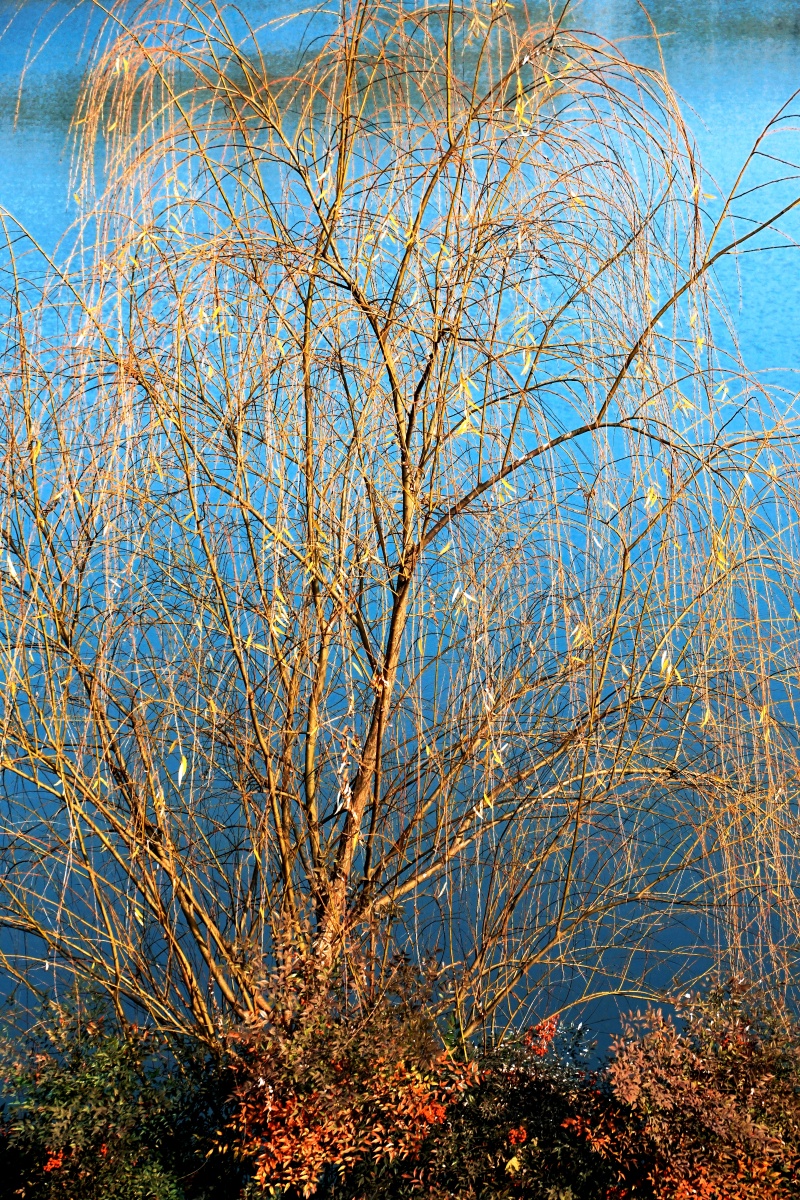 暖阳里柳絮儿纹丝不动它们也在静静的享受