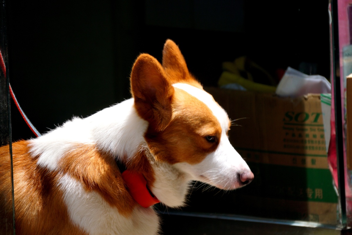 威尔士柯基犬(welsh corgi pembroke)是一种小型犬,它们的胆子很大,也