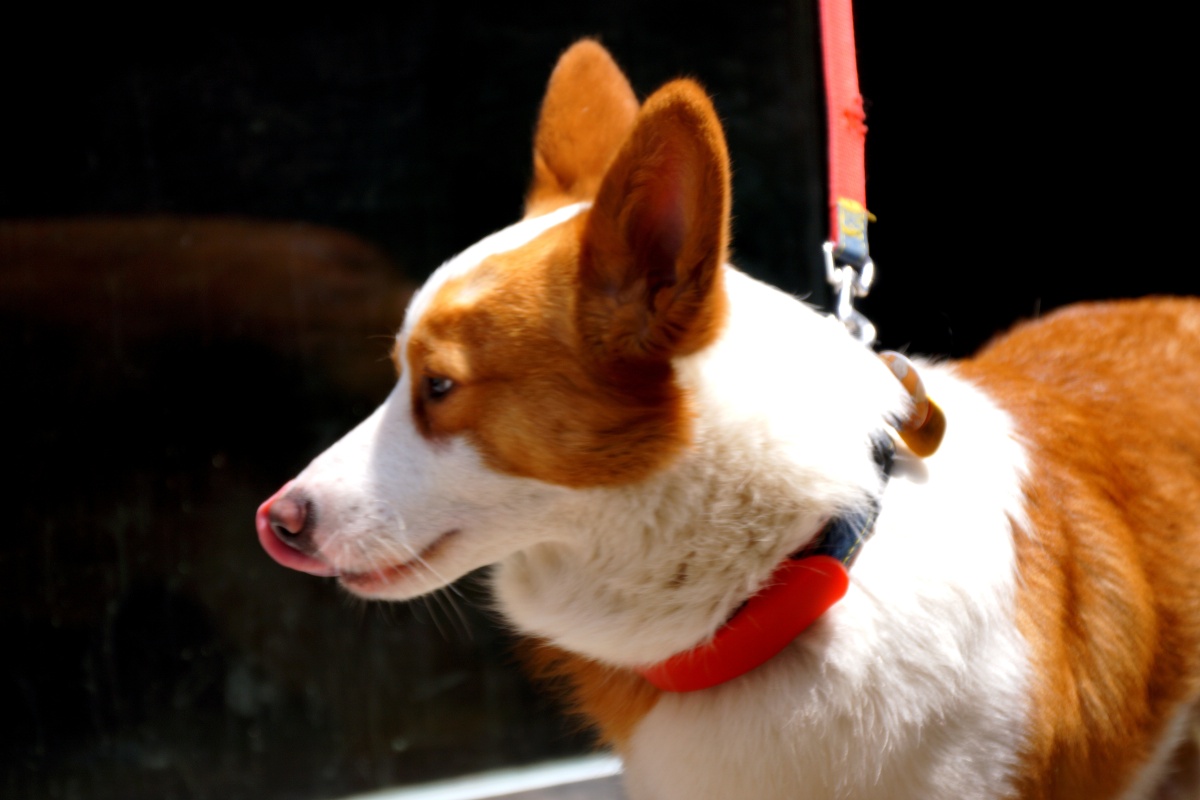 威尔士柯基犬(welsh corgi pembroke)是一种小型犬,它们的胆子很大,也