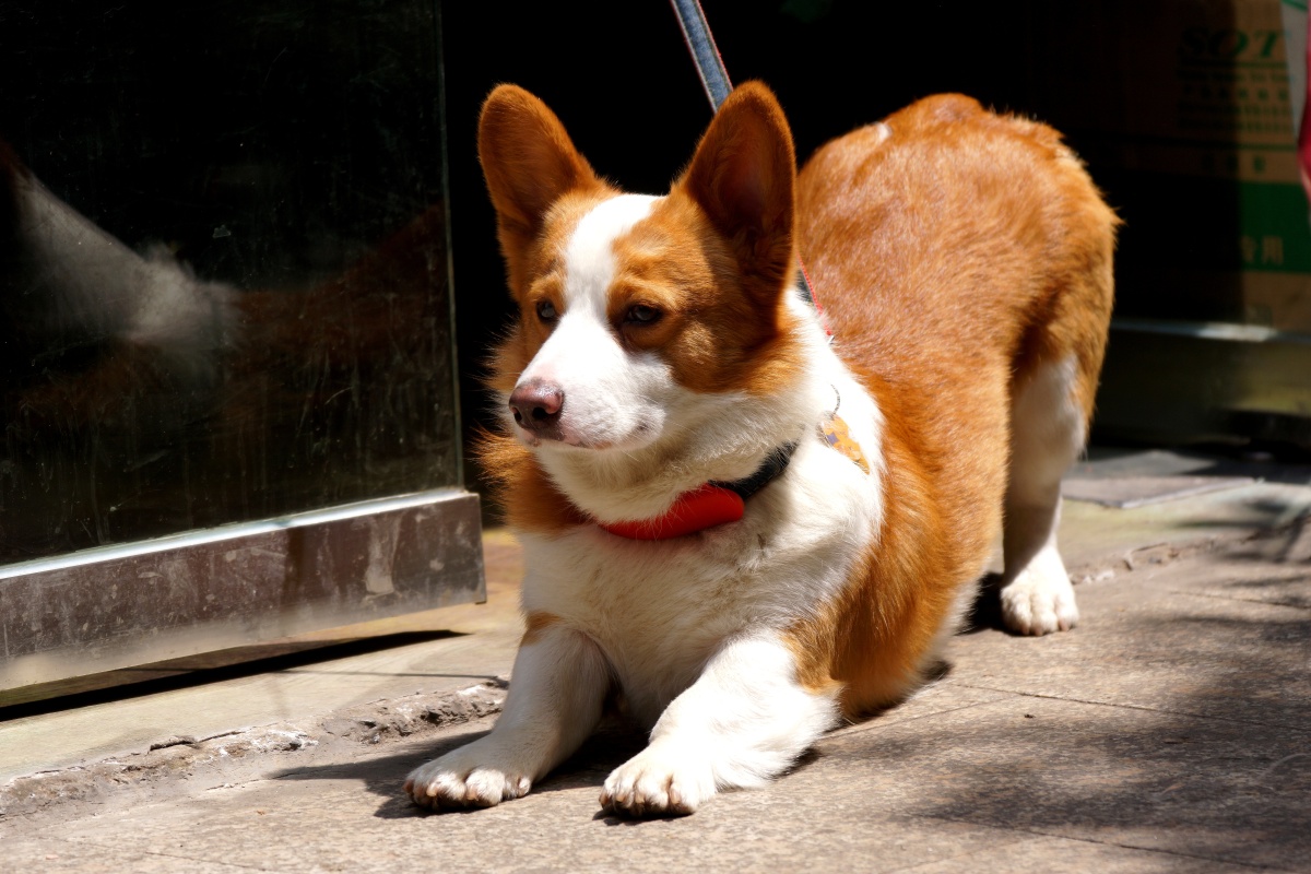威尔士柯基犬(welsh corgi pembroke)是一种小型犬,它们的胆子很大,也