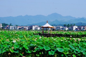12007