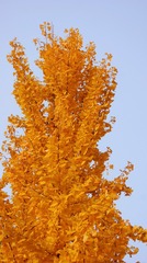 163908