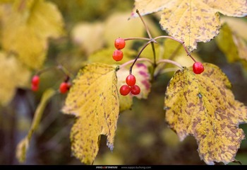 _MG_6591_nEO_IMG