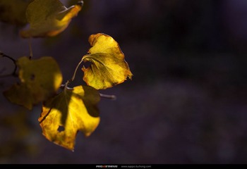 _MG_6735_nEO_IMG