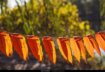 _MG_6765_nEO_IMG