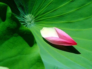 DSCF2732.jpg