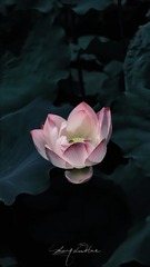 D903836D-FBFB-4B4C-BAD3-22183ECE67D0/L0/001