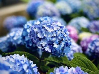 50187B5B-041D-43E6-82E9-F23935A2F84C/L0/001
