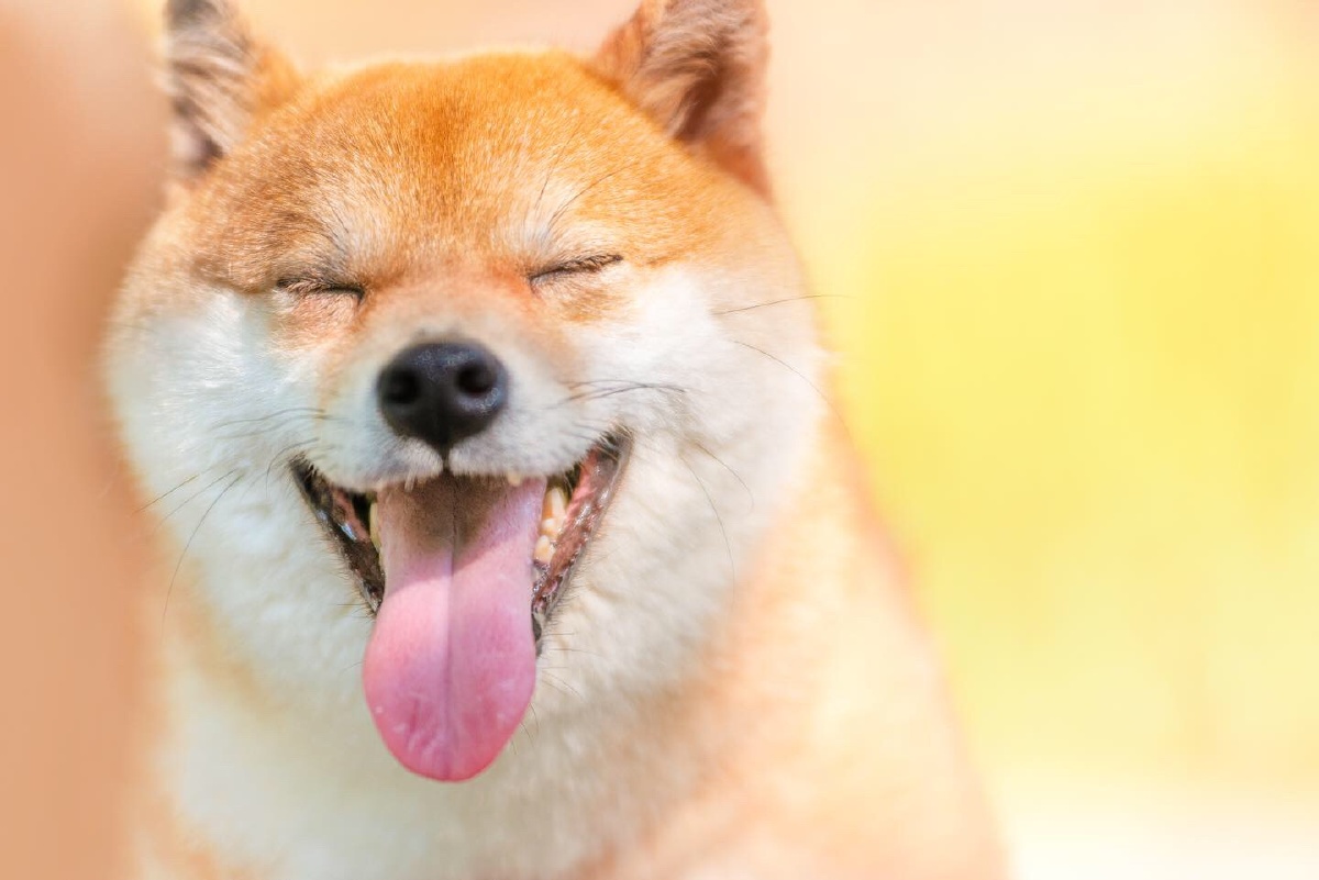 开心的时候要大笑,不开心的时候更要咧开嘴笑!